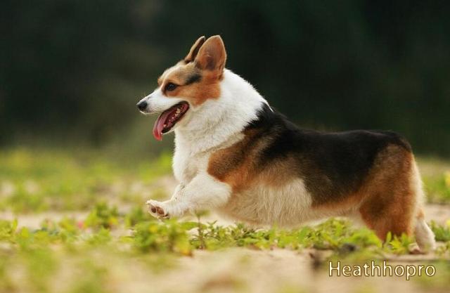 World's Most Beautiful Dog Ranking List - Top 14
