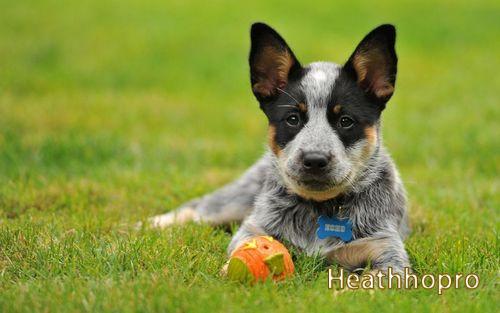 The World's Top 10 Humane Dogs