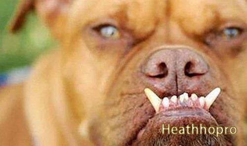 The world's top 10 ugliest dog breeds list
