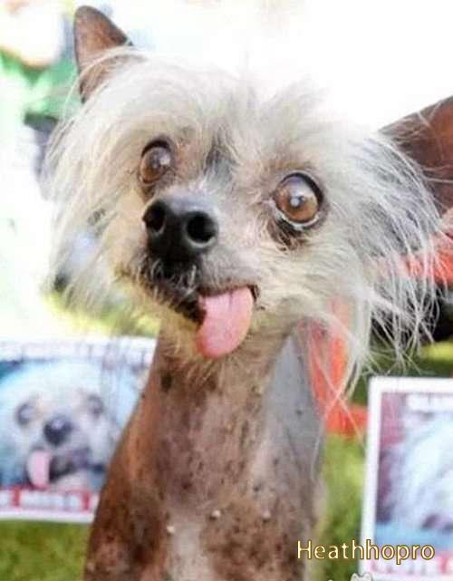 The world's top 10 ugliest dog breeds list