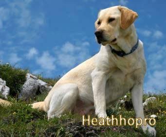 Best Dog Shampoo For Labrador Radors