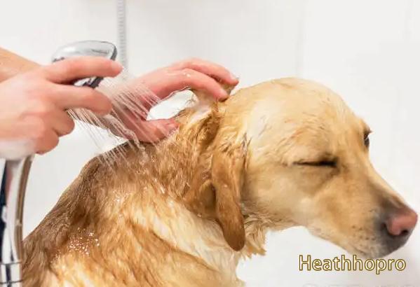 Best Dog Shampoo For Labrador Radors
