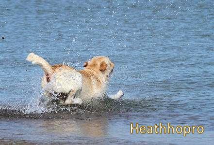 Can Labrador swim?