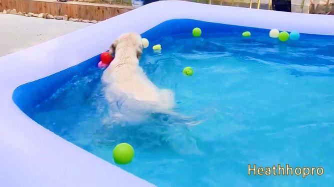 Can Labrador swim?