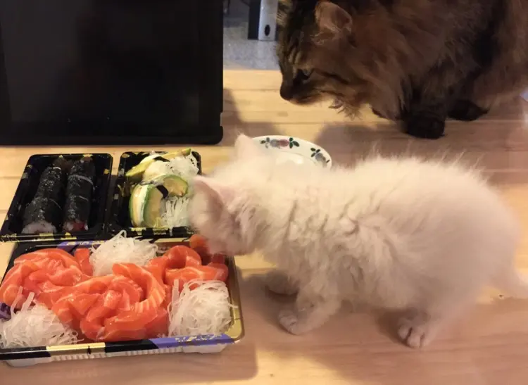 Are there any dog foods that contain salmon?