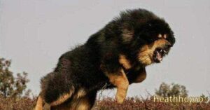 China's top 10 fierce dogs