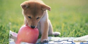 Can dogs eat apples? What are the benefits and drawbacks?