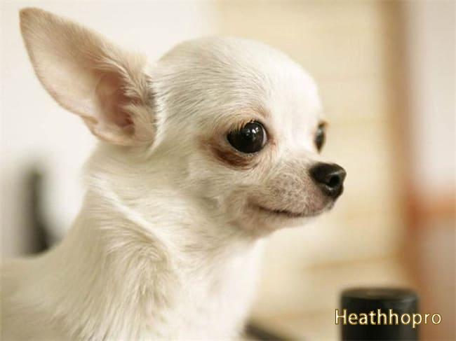 What food can Chihuahuas eat