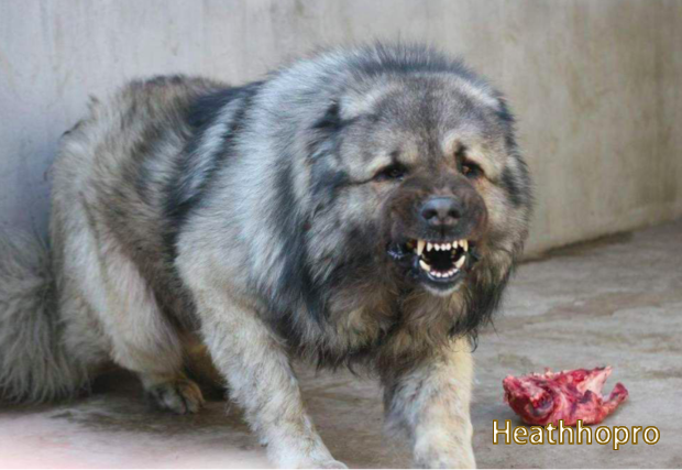 Top 10 Of the World’s Fiercest Dogs