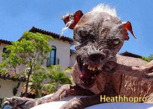 The world’s top 10 ugliest dog breeds list